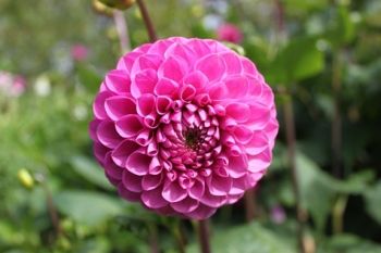 Start dahlia tubers into growth