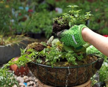 Edible Hanging Baskets