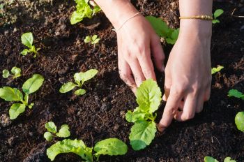 Plan your crop rotation