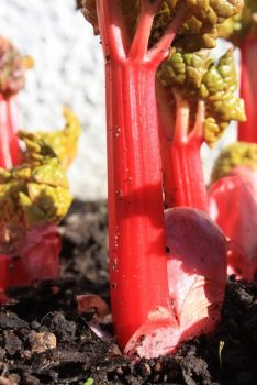 Force rhubarb