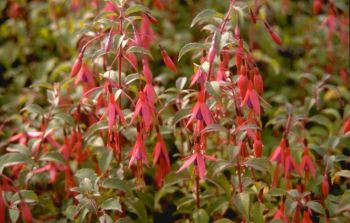 Prune summer-flowering shrubs