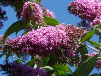 Now is the time to prune buddleja