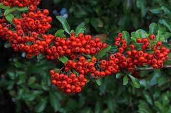 October - HTA Plant of the Moment in search of berried treasure