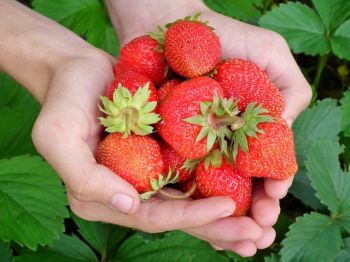 Persuade your strawberries to fruit earlier