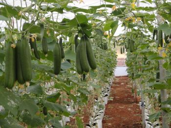 Pick off male cucumber flowers once a week