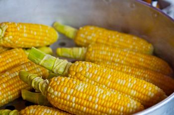 Plant a classic American Indian combination of squash, beans and corn