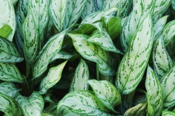 Plant of the Week: Aglaonema