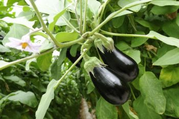 Plant of the Week: Aubergine