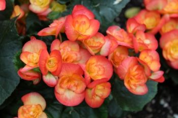 Plant of the Week: Begonia