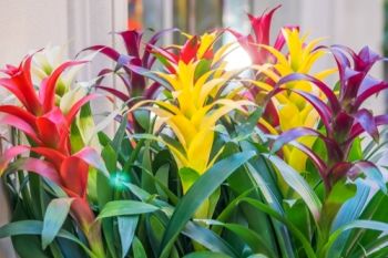 Plant of the Week: Bromeliads