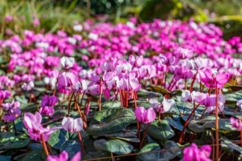 Plant of the Week: Cyclamen