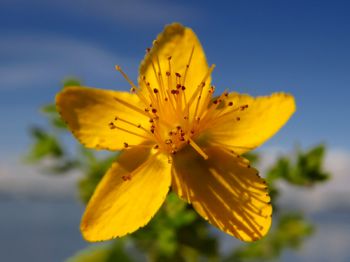 Plant of the week: Hypericum