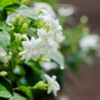 Plant of the week: Jasmine