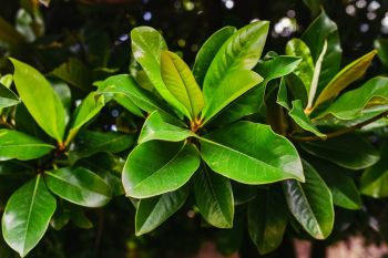 Plant of the Week: Laurel