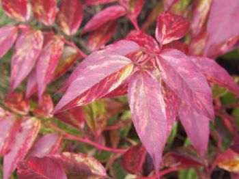 Plant of the Week: Leucothoe