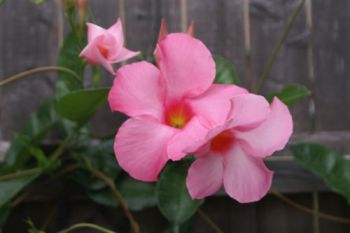 Plant of the Week: Mandevilla