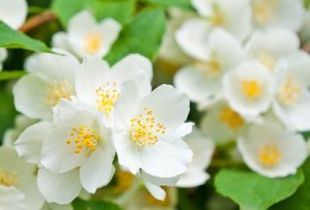 Plant of the Week: Mock orange