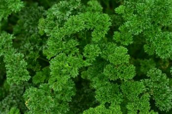 Plant of the Week: Parsley