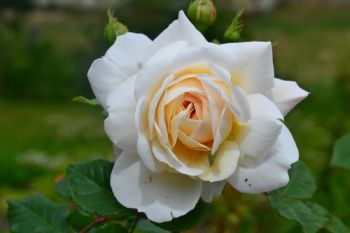 Plant of the Week: Rose