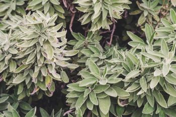 Plant of the Week: Sage