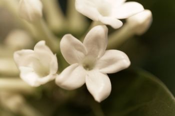 Plant of the Week: Stephanotis