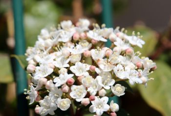 Plant of the Week: Viburnum