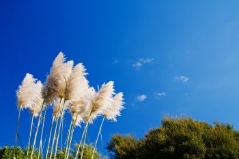 Plant ornamental grasses