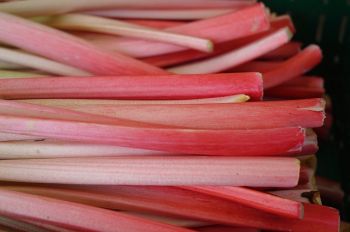 Plant rhubarb now