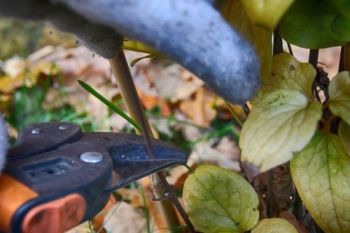 Prune Clematis