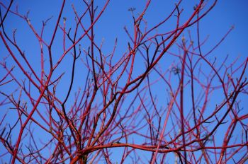 Prune coloured dogwoods