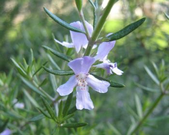 Prune rosemary