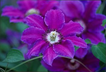 Prune summer flowering clematis now