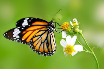 Results from this year’s Big Butterfly Count are in