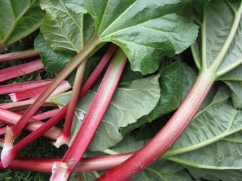 Rhubarb advice