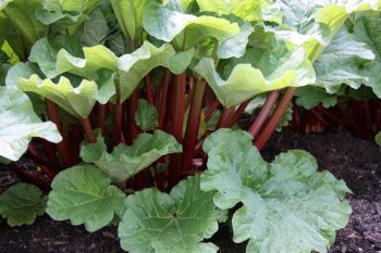 Rhubarb treat