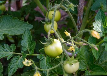 Ripen the last of the green tomatoes now