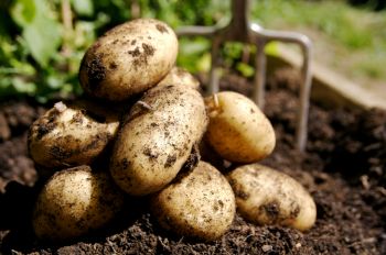 Seed Potatoes