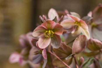 Shining Hellebores