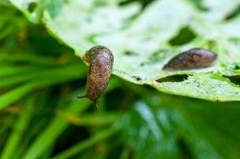 Slugs and Snails