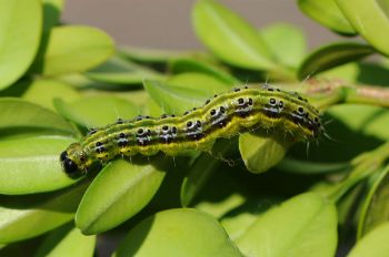 Slugs and snails have been knocked off the no.1 worst pest spot for the first time in nearly a decad