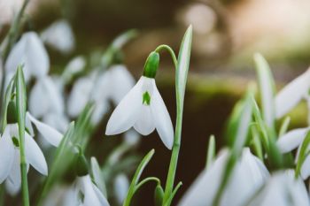 Snowdrop month