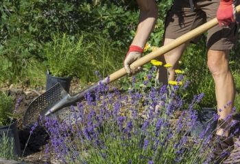 Something different: Xeriscaping