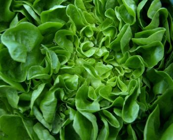 Sow a bed of winter salads