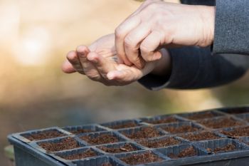 Sow earlier by using a heated propagator