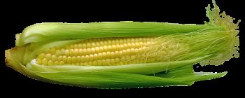 Sow sweetcorn now