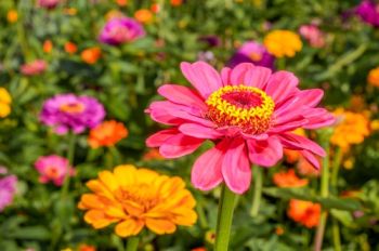 Sowing annuals from seed