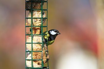 Spread the word on wildlife in your garden