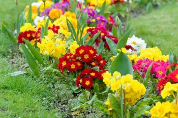 Spring-flowering perennial chores