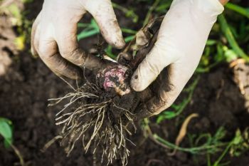 Store garlic for your winter supply