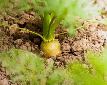 Take action against carrot fly